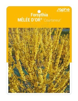 Forsythia MELEE D'OR® ‘Courtaneur’ *