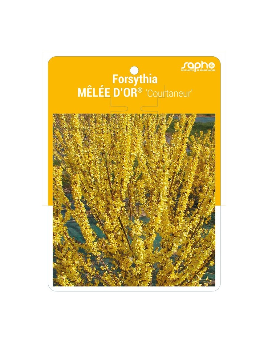 Forsythia MELEE D'OR® ‘Courtaneur’ *