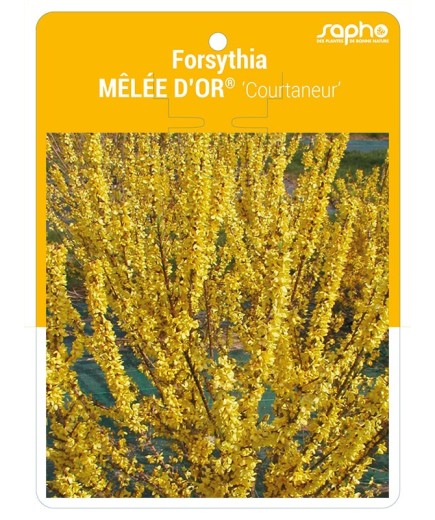 Forsythia MELEE D'OR® ‘Courtaneur’ *