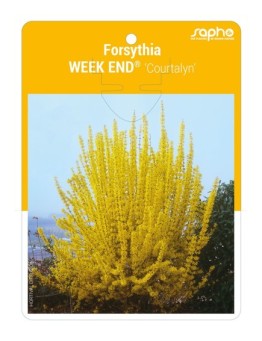 Forsythia WEEK END® 'Courtalyn' *