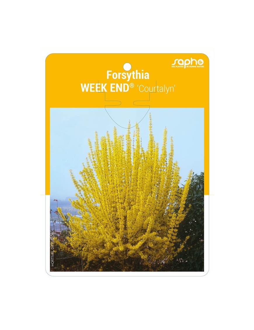 Forsythia WEEK END® 'Courtalyn' *