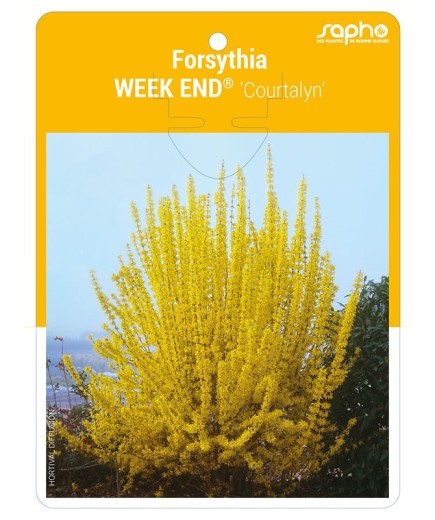 Forsythia WEEK END® 'Courtalyn' *