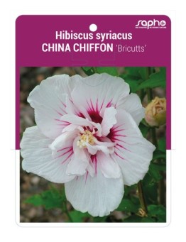 Hibiscus syriacus  CHINA CHIFFON ‘Bricutts’ *