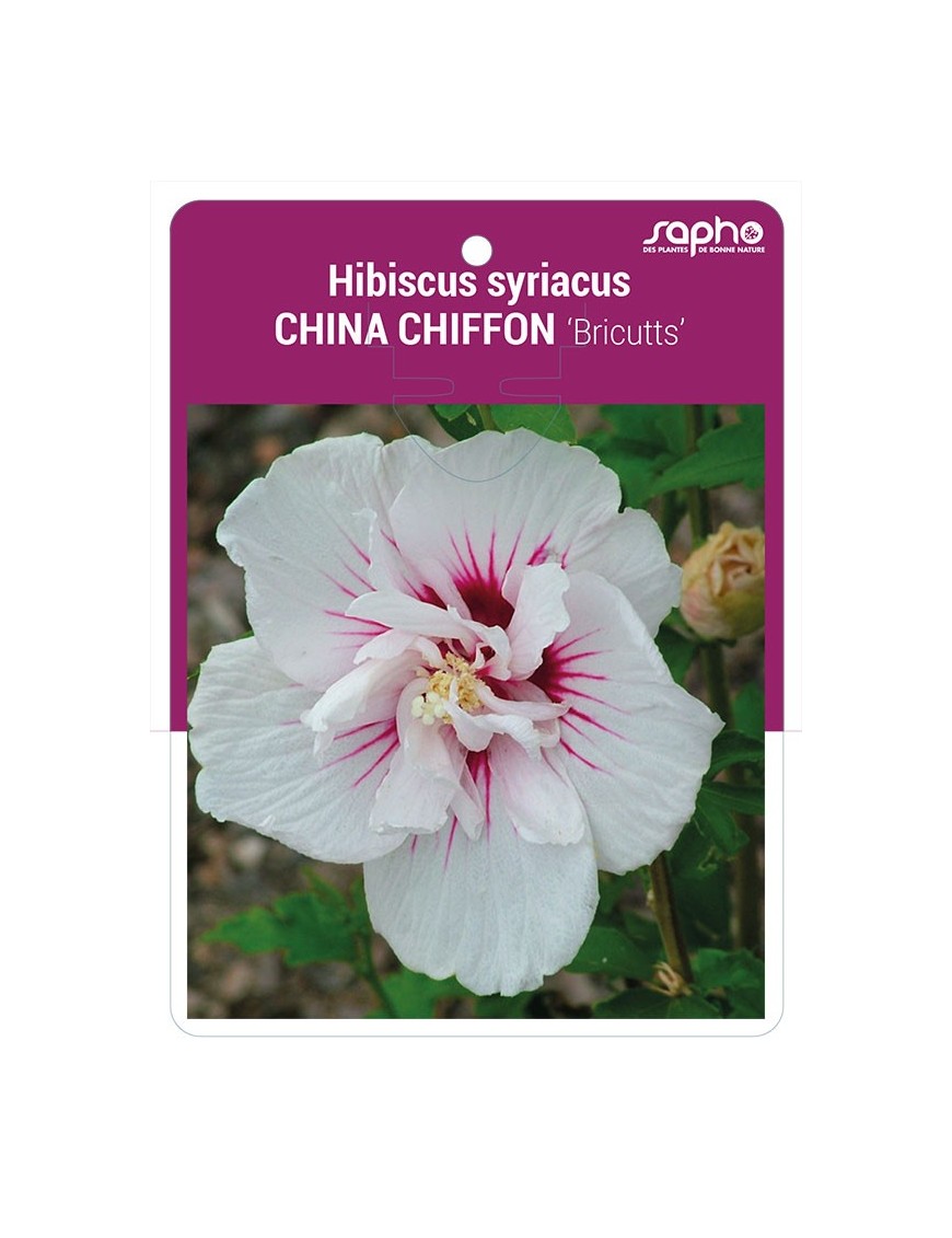 Hibiscus syriacus  CHINA CHIFFON ‘Bricutts’ *