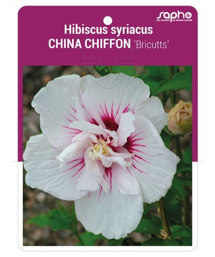 Hibiscus syriacus  CHINA CHIFFON ‘Bricutts’ *