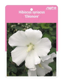 Hibiscus syriacus 'Eléonore' *