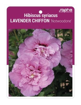 Hibiscus syriacus LAVENDER CHIFFON 'Notwoodone' *