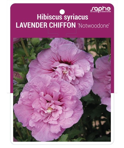 Hibiscus syriacus LAVENDER CHIFFON 'Notwoodone' *