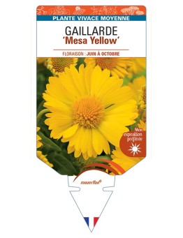 GAILLARDIA Mesa Yellow