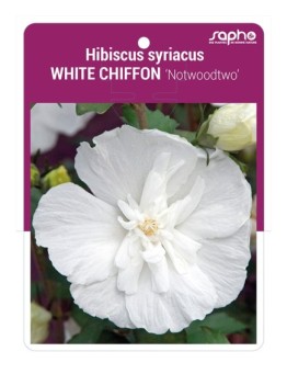 Hibiscus syriacus WHITE CHIFFON 'Notwoodtwo' *