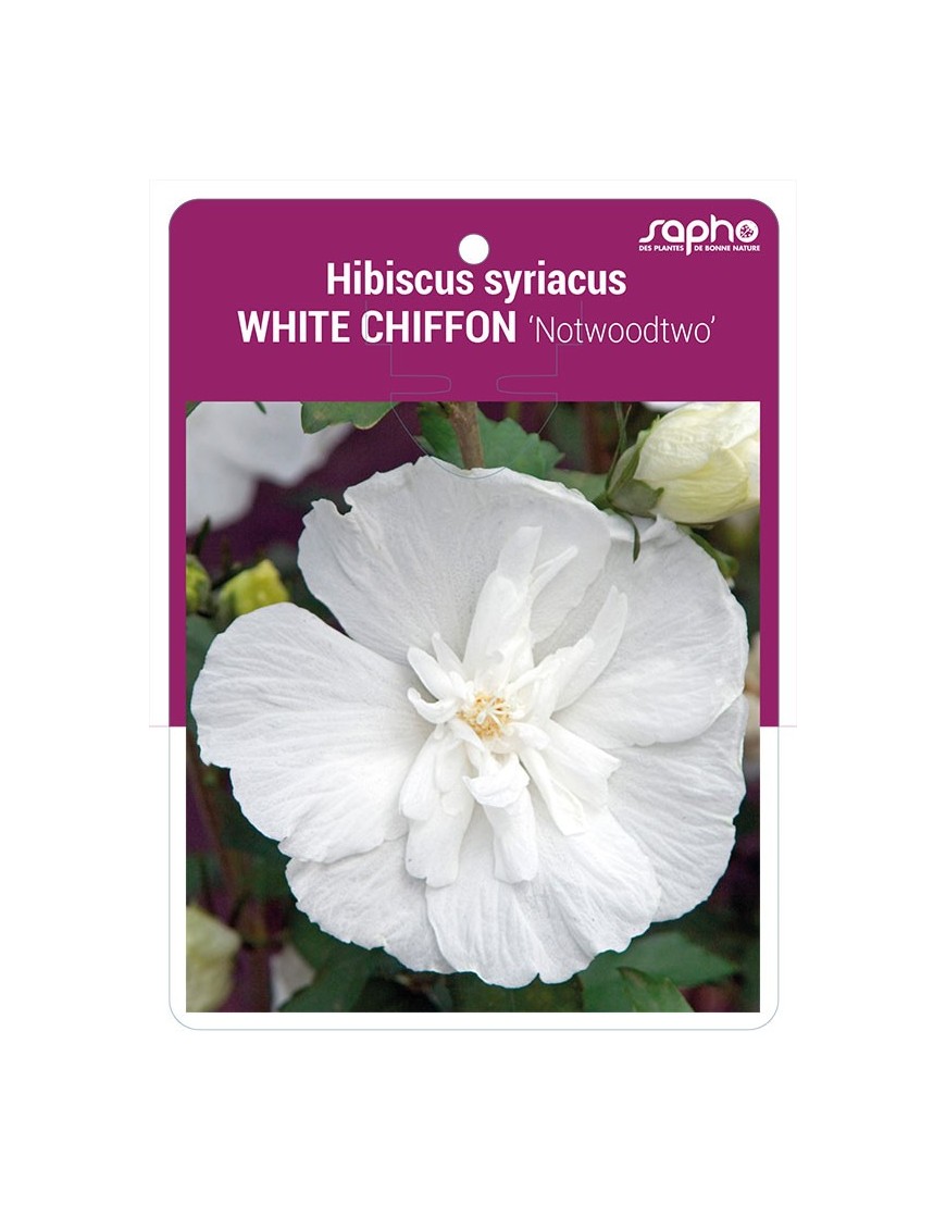 Hibiscus syriacus WHITE CHIFFON 'Notwoodtwo' *