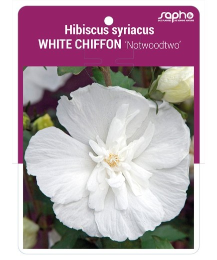 Hibiscus syriacus WHITE CHIFFON 'Notwoodtwo' *