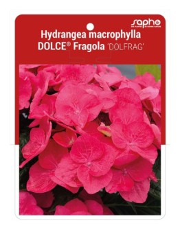 Hydrangea macrophylla DOLCE® Fragola 'DOLFRAG' *