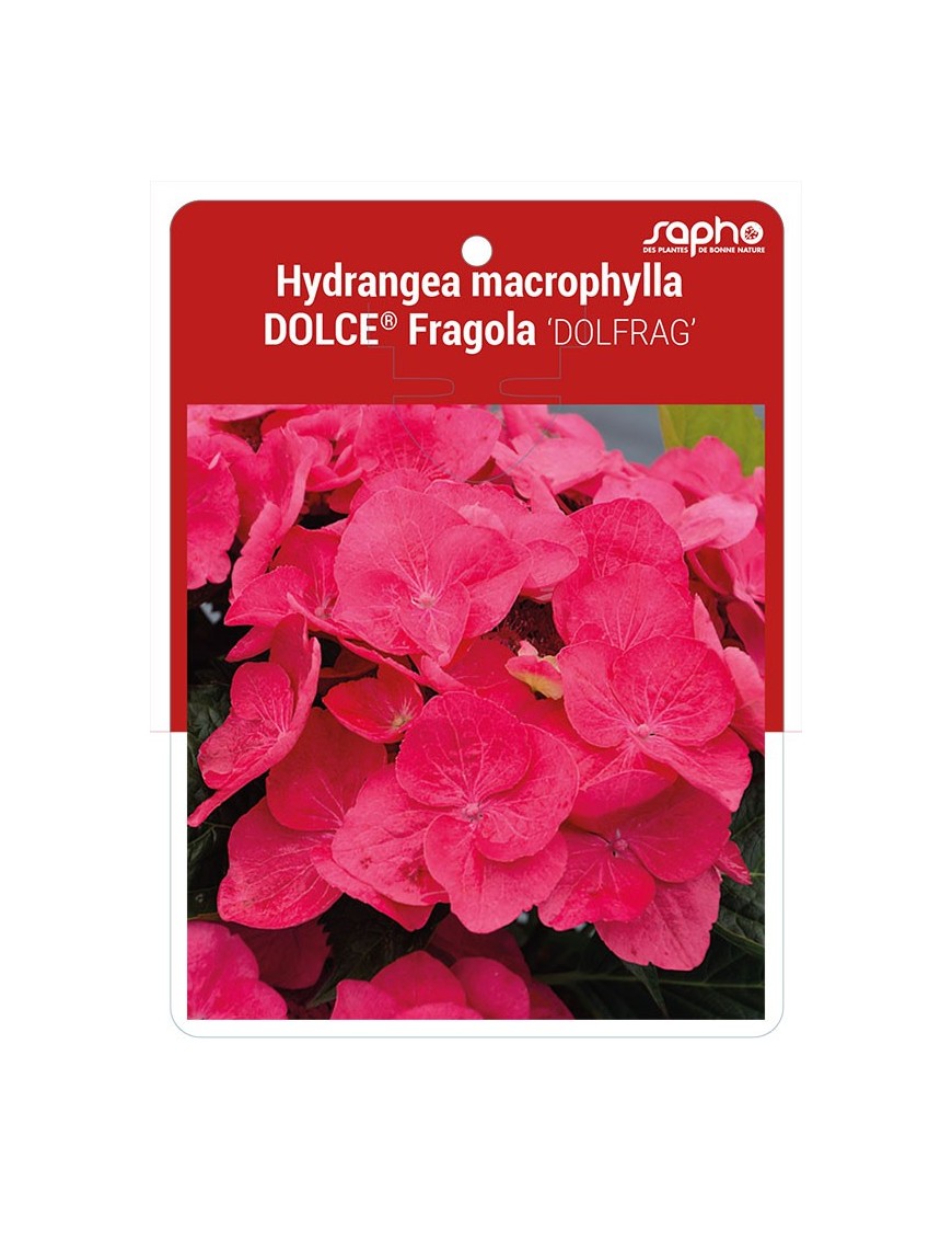 Hydrangea macrophylla DOLCE® Fragola 'DOLFRAG' *