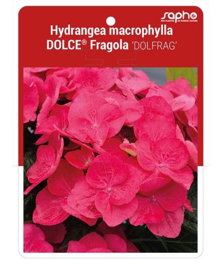 Hydrangea macrophylla DOLCE® Fragola 'DOLFRAG' *