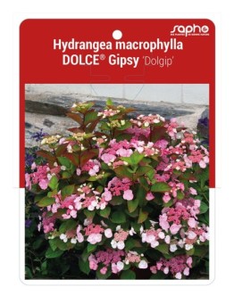 Hydrangea macrophylla DOLCE® Gipsy ‘Dolgip’ *