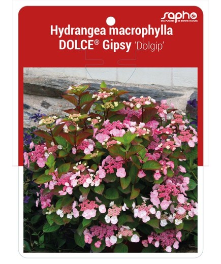 Hydrangea macrophylla DOLCE® Gipsy ‘Dolgip’ *