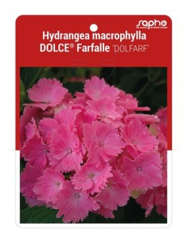Hydrangea marcrophylla DOLCE® Farfalle 'DOLFARF' *