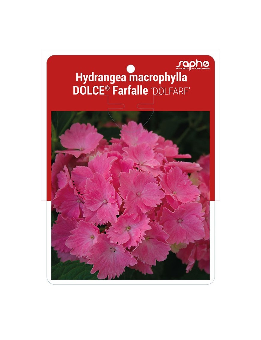Hydrangea marcrophylla DOLCE® Farfalle 'DOLFARF' *