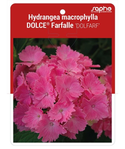 Hydrangea marcrophylla DOLCE® Farfalle 'DOLFARF' *