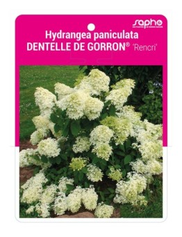 Hydrangea paniculata DENTELLE DE GORRON® 'Rencri' *