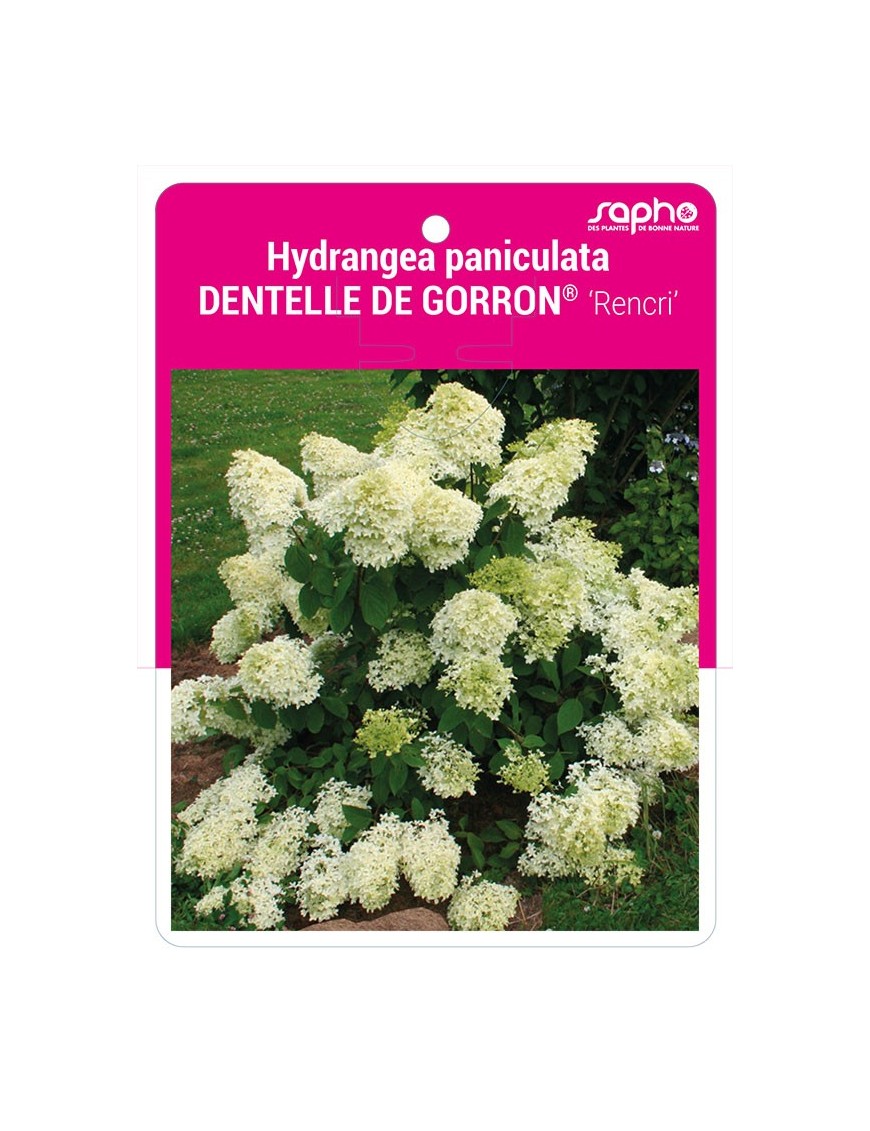 Hydrangea paniculata DENTELLE DE GORRON® 'Rencri' *