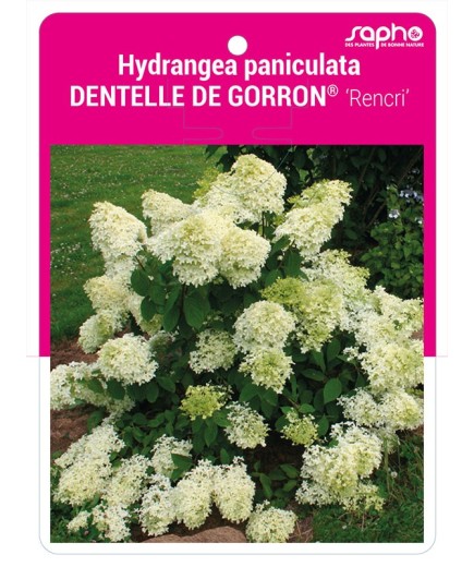 Hydrangea paniculata DENTELLE DE GORRON® 'Rencri' *