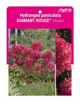 Hydrangea paniculata DIAMANT ROUGE® 'Rendia'