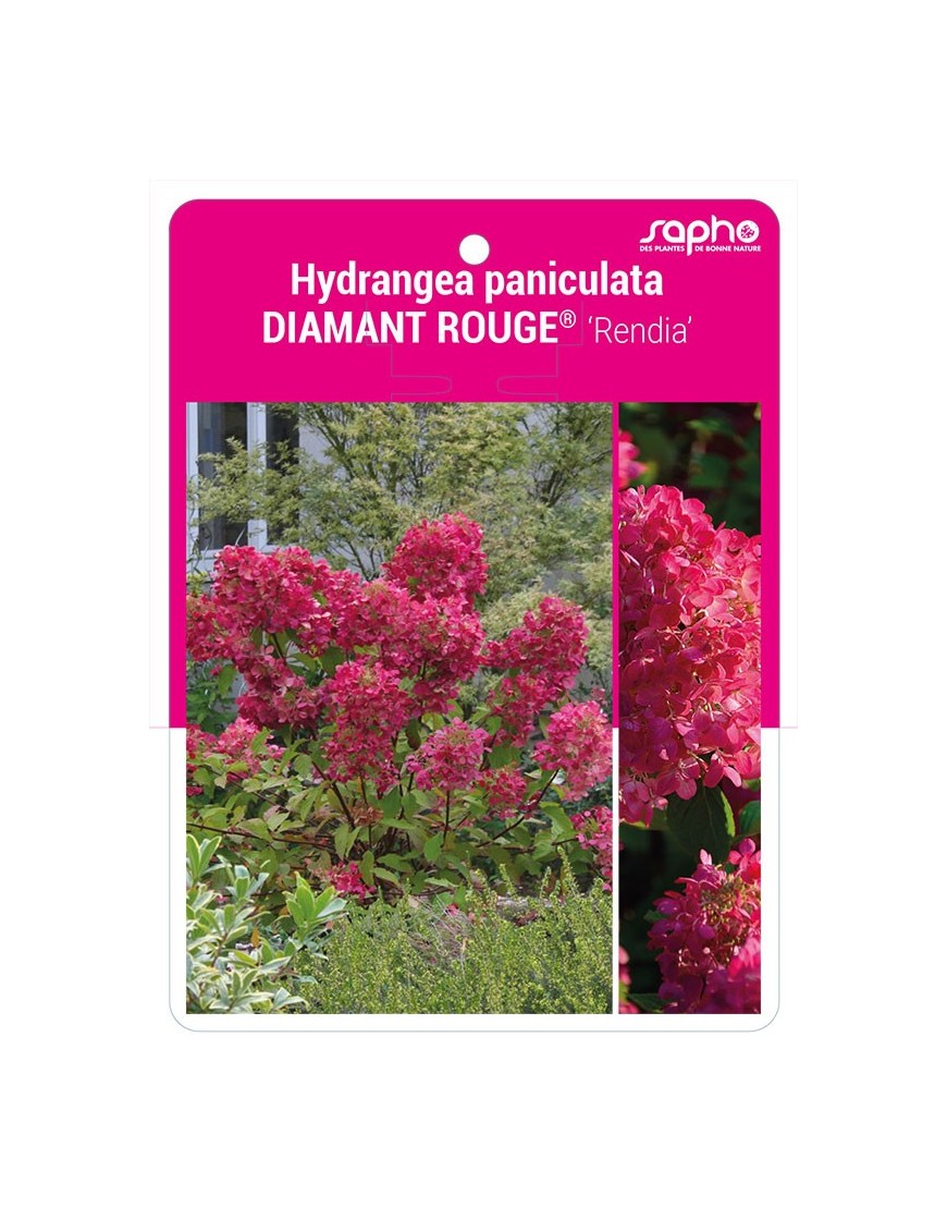 Hydrangea paniculata DIAMANT ROUGE® 'Rendia'