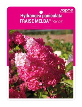Hydrangea paniculata FRAISE MELBA® 'Renba' *