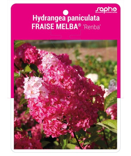 Hydrangea paniculata FRAISE MELBA® 'Renba' *