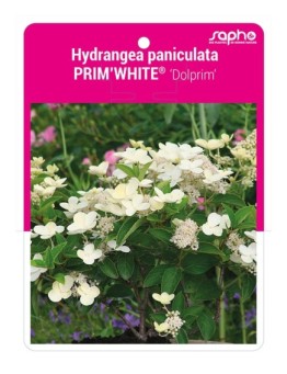 Hydrangea paniculata PRIM'WHITE® 'Dolprim' *