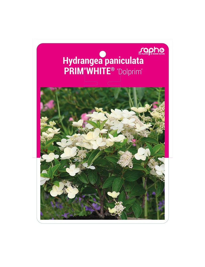 Hydrangea paniculata PRIM'WHITE® 'Dolprim' *