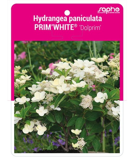 Hydrangea paniculata PRIM'WHITE® 'Dolprim' *