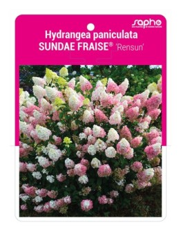 Hydrangea paniculata SUNDAE FRAISE® 'Rensun'