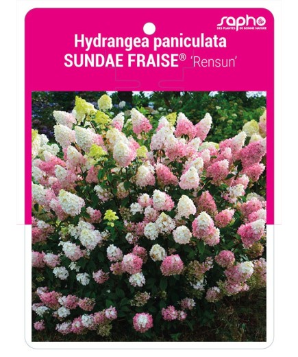 Hydrangea paniculata SUNDAE FRAISE® 'Rensun'