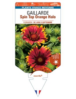 GAILLARDIA Spin Top Orange Halo