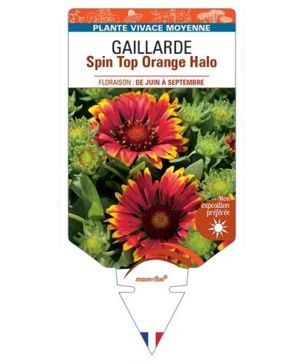 GAILLARDIA Spin Top Orange Halo
