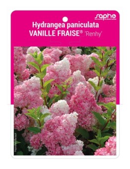 Hydrangea paniculata VANILLE-FRAISE® 'Renhy'