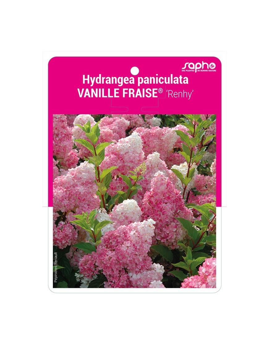 Hydrangea paniculata VANILLE-FRAISE® 'Renhy'