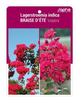 Lagerstroemia indica BRAISE D'ÉTÉ 'Indybra'