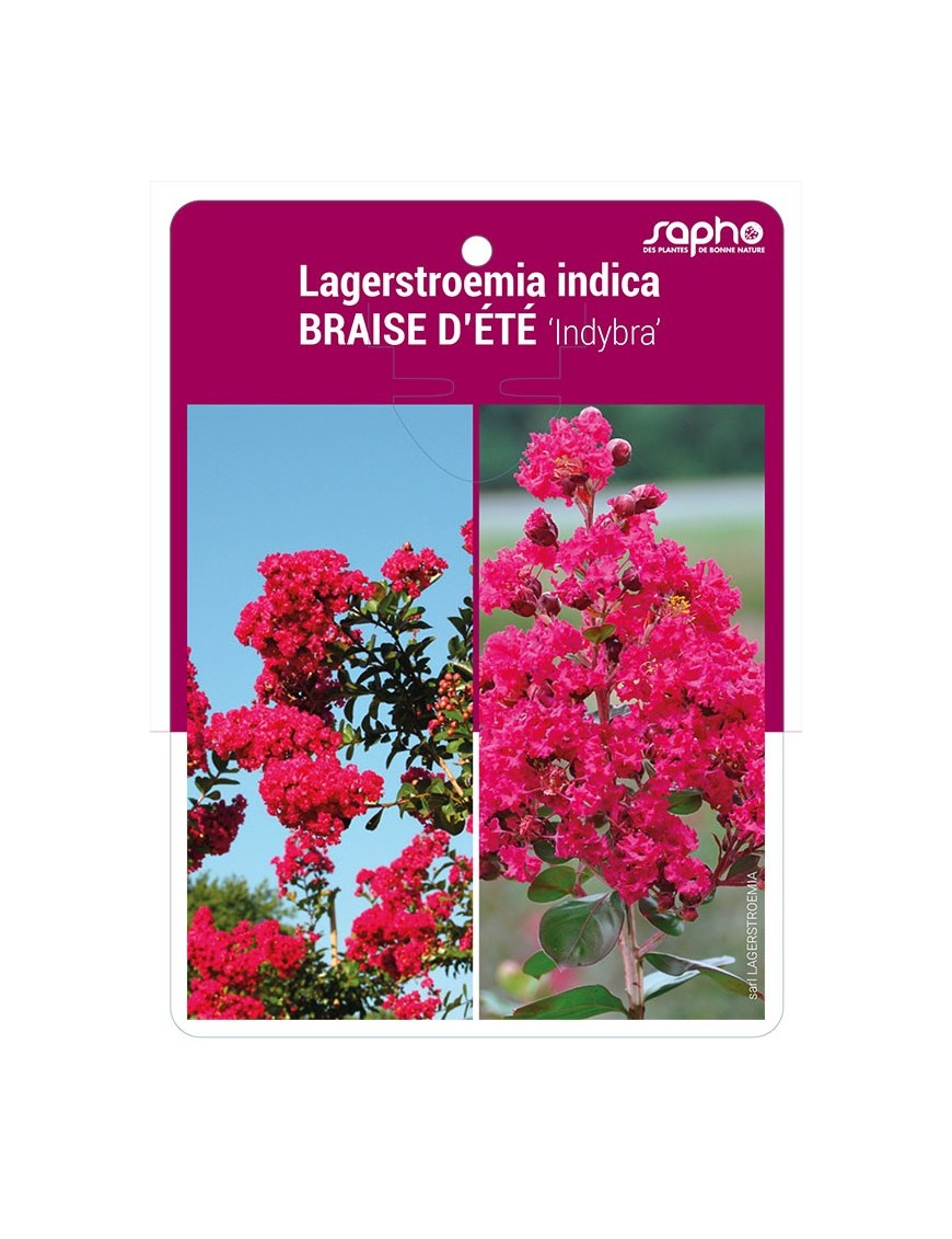 Lagerstroemia indica BRAISE D'ÉTÉ 'Indybra'