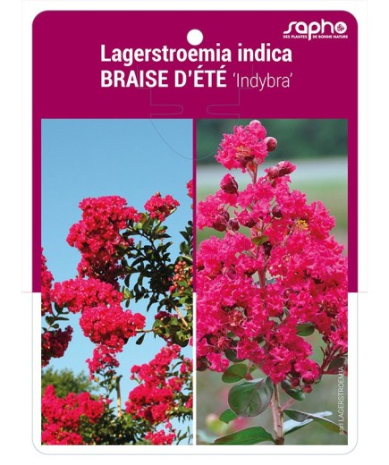 Lagerstroemia indica BRAISE D'ÉTÉ 'Indybra'