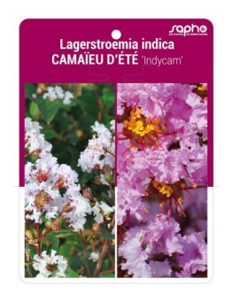 Lagerstroemia indica CAMAÏEU D'ETE 'Indycam' *