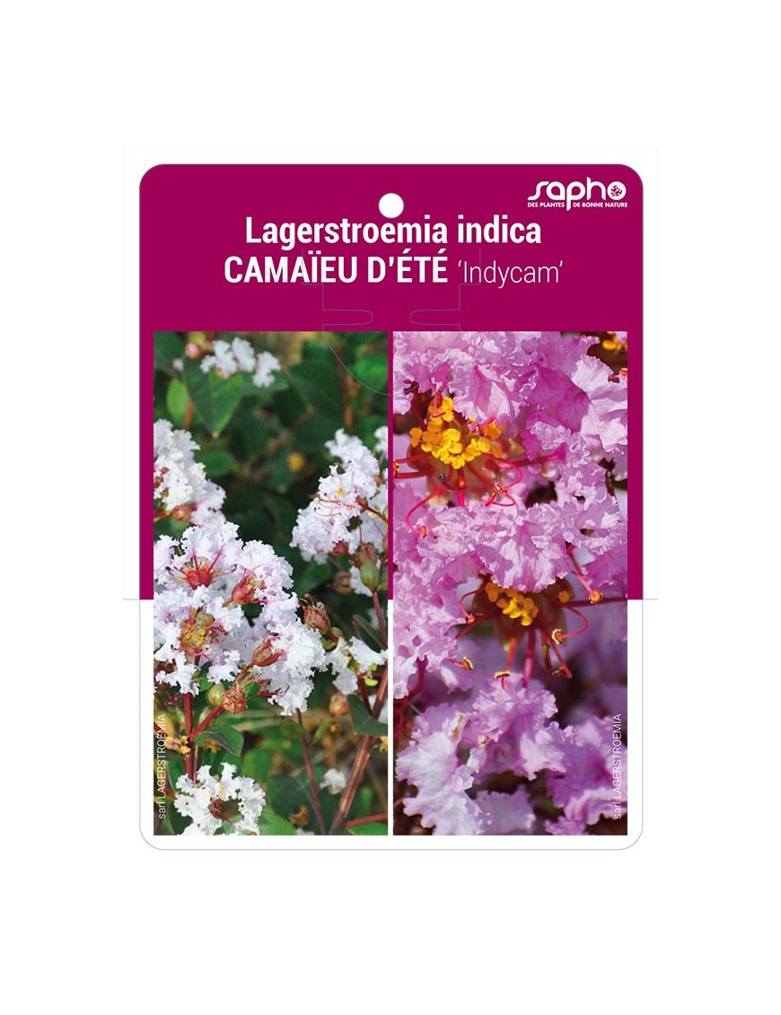 Lagerstroemia indica CAMAÏEU D'ETE 'Indycam' *