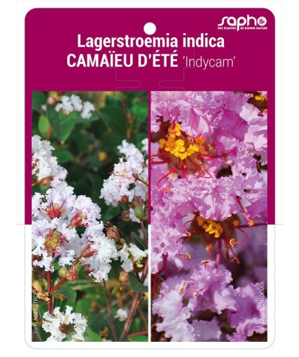 Lagerstroemia indica CAMAÏEU D'ETE 'Indycam' *