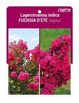 Lagerstroemia indica FUCHSIA D'ETE 'Indyfus'