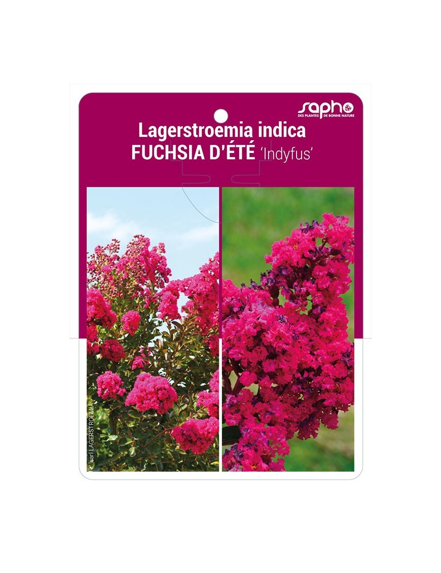 Lagerstroemia indica FUCHSIA D'ETE 'Indyfus'