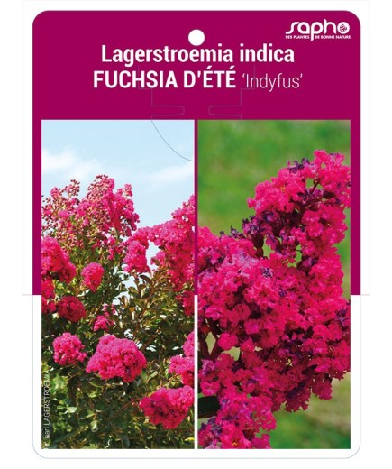 Lagerstroemia indica FUCHSIA D'ETE 'Indyfus'