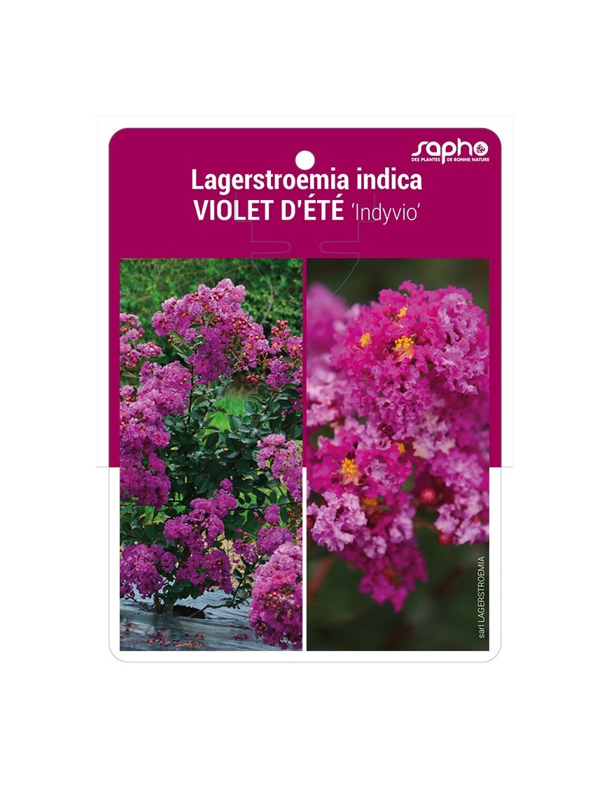Lagerstroemia indica VIOLET D'ETE 'Indyvio' *